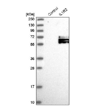 Anti-IL1R2 antibody produced in rabbit，100UL，HPA027598-100UL，Sigma