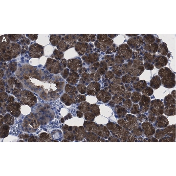 Anti-ATG9A Antibody, clone 5B11, ZooMAb® Rabbit Monoclonal，4X25UL，ZRB1648-4X25UL，Sigma