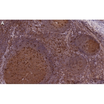 Anti-Siglec-7/CD328 Antibody, clone 1B10 ZooMAb® Rabbit Monoclonal，4X25UL，ZRB1030-4X25UL，Sigma