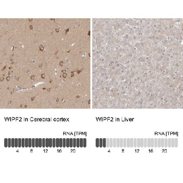 Anti-WIPF2 antibody produced in rabbit，100UL，HPA024467-100UL，Sigma