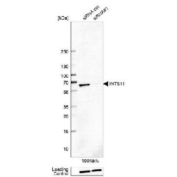 Anti-INTS11 antibody produced in rabbit，100UL，HPA029025-100UL，Sigma