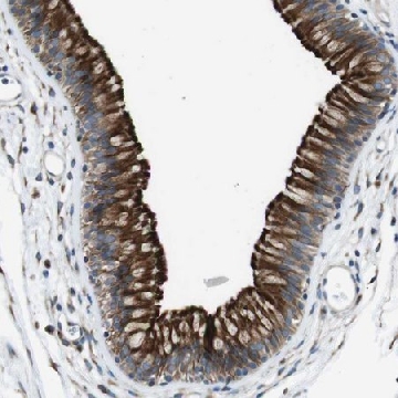 Anti-CDH26 antibody produced in rabbit，100UL，HPA015722-100UL，Sigma
