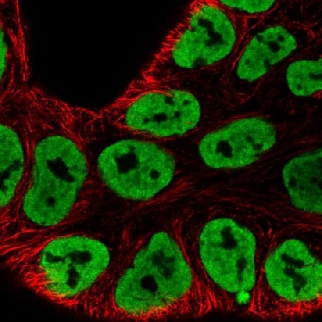 Anti-HNRNPA3 antibody produced in rabbit，100UL，HPA066381-100UL，Sigma
