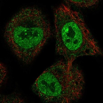 Anti-Helb Antibody Produced In Rabbit，1004G，HPA039657-100UL，Sigma