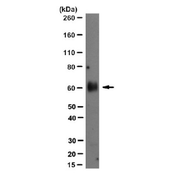 Anti-Progranulin/GRN Antibody, clone 8H10，100UG，MABN1795，Sigma