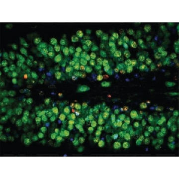 抗-NeuN抗体，克隆A60，Alexa Fluor™488结合，500UG，MAB377X，Sigma