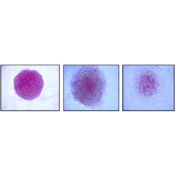 碱性磷酸酶检测试剂盒，100ASSAYS，SCR004，Sigma