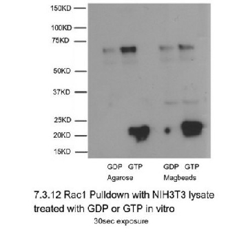 Rac1 Activation Magnetic Beads Pulldown Assay，30ASSAYS，17-10393，Sigma