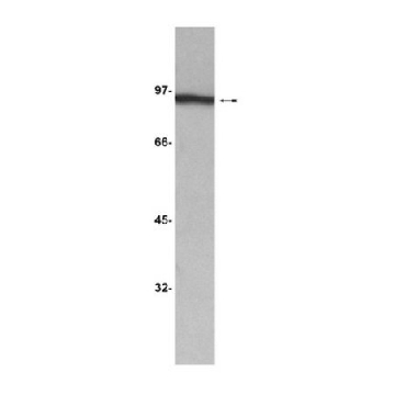 Anti-β-Catenin Antibody, clone 2H4A7，200UG，05-613，Sigma