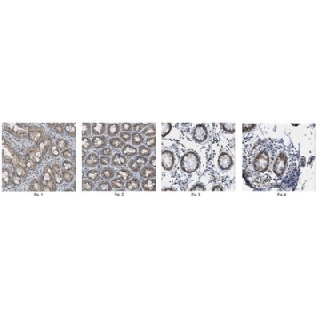 Anti-Apobec1 Antibody，100UG，ABE438，Sigma