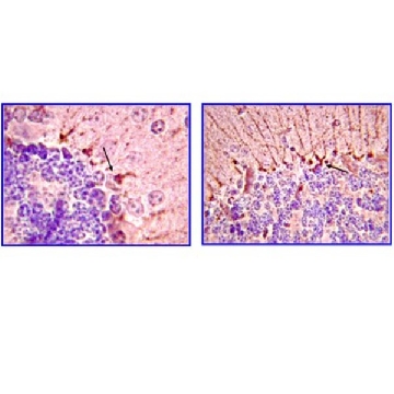 Anti-Piccolo Antibody, clone 4G3.3，100UG，MAB2226，Sigma