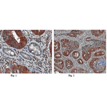 Anti-Atg18 (WIPI-2) Antibody, clone 2A2，100UL，MABC91，Sigma
