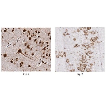 Anti-HuC/HuD Antibody, clone 15A7.1，100UG，MABN153，Sigma