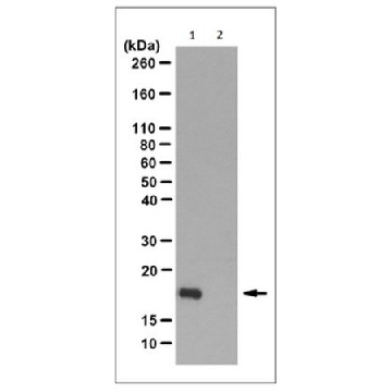 Anti-N1-Phosphohistidine (1-pHis) Antibody, clone SC50-3，100UL，MABS1341，Sigma
