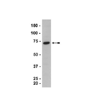 Anti-HRI Antibody，100UL，07-728，Sigma