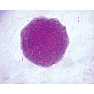 ESGRO®重组小鼠LIF蛋白，10000000UNITS，ESG1107，Sigma