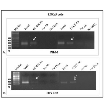 Anti-BORIS/CTCFL Antibody, clone 4A7，100UG，MABE1125，Sigma