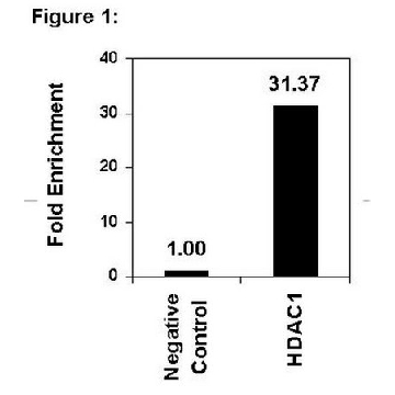 ChIPAb+ HDAC1 - ChIP Validated Antibody and Primer Set，10ASSAYS，17-608，Sigma