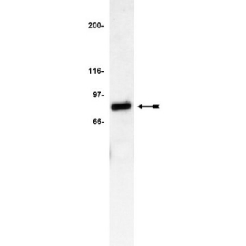 Anti-IRAK Antibody，200UG，06-872，Sigma