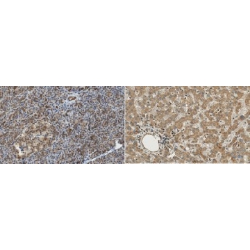 Anti-OSTM1，100UG，ABN1365，Sigma