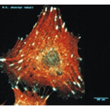 抗整合素αV抗体（克隆LM142），100UL，MAB1978，Sigma