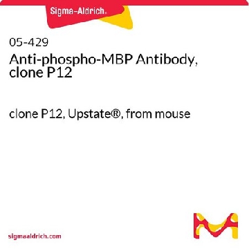 Anti-phospho-MBP Antibody, clone P12，100UG，05-429，Sigma