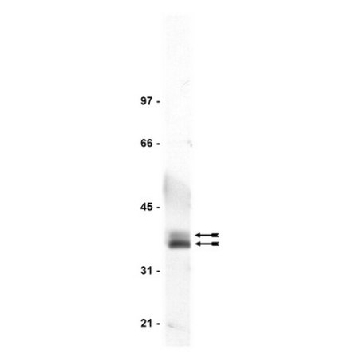 Anti-LAT Antibody，400UG，06-807，Sigma
