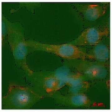 抗磷酸化ILK (Ser246) 抗体，100UG，AB1076，Sigma