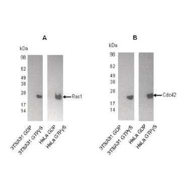 Rac1/Cdc42活化检测试剂盒，30ASSAYS，17-441，Sigma