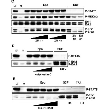 Anti-phospho-STAT5A/B (Tyr694/699) Antibody, clone 8-5-2，100UG，05-495，Sigma