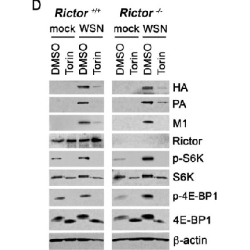 Anti-Rictor Antibody, clone 9F1.2，100UG，05-1471，Sigma