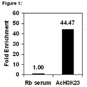 ChIPAb+ Acetyl Histone H3 (Lys23) - ChIP Validated Antibody and Primer Set，25ASSAYS，17-10112，Sigma