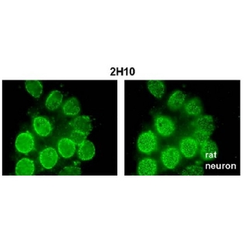 Anti-Nup98 Antibody, clone 2H10，100UG，MABE1040，Sigma