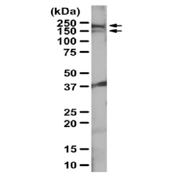 Anti-Intersectin-1 Antibody，100UL，ABS984，Sigma