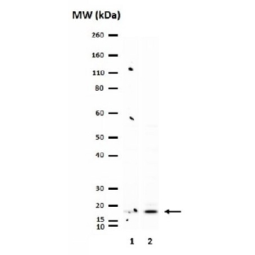 Anti-Histone H3.3 Antibody, K27M mutant，100UG，ABE419，Sigma