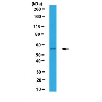 抗-IFIT1/p56抗体，100UL，ABF117，Sigma