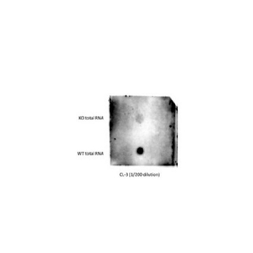 Anti-mS2i6A Antibody, clone CL-3，100UG，MABS1295，Sigma