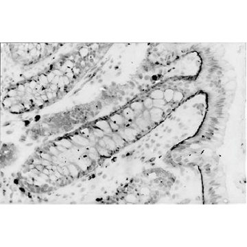抗整合素α 6抗体，克隆NKI-GoH3，100UG，MAB1378，Sigma