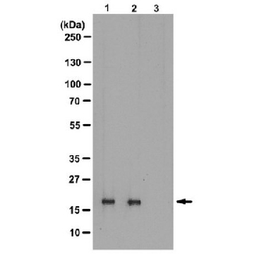抗磷酸组蛋白H3（Thr3）抗体，克隆JY325，兔单克隆，100UL，05-746R，Sigma