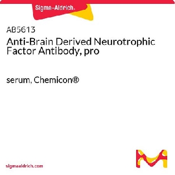 Anti-Brain Derived Neurotrophic Factor Antibody, pro，50UL，AB5613，Sigma