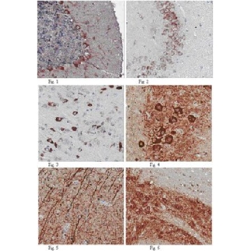 Anti-Apelin receptor Antibody，100UG，ABD43，Sigma