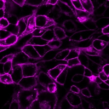 BioTracker 655 Red Cytoplasmic Membrane Dye，1ML，SCT108，Sigma