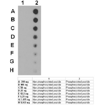 Anti-phospho-Peak Antibody (Tyr665)，100UG，ABT52，Sigma
