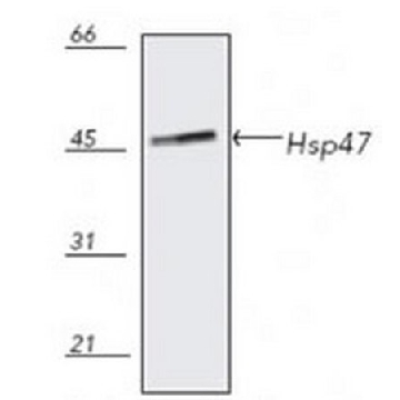 抗-Hsp47小鼠单克隆抗体(M16.10A1)，50UG，386023-50UGCN，Sigma