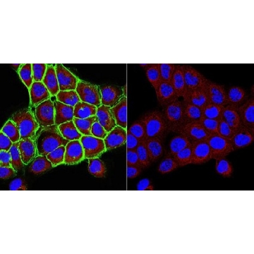 Anti-UDP-Galactose Transporter Antibody, clone 1H10.1，100UL，MABC1205，Sigma