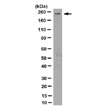 Anti-PIKFYVE Antibody, clone R159.4.3C9，100UG，MABS522，Sigma