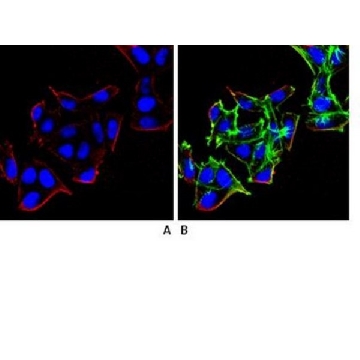 Anti-beta Arrestin 1 Antibody, clone 3H11.2，100UG，MAB2609，Sigma