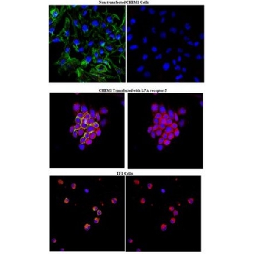 Anti-LPA receptor 5 Antibody (GPR92)，100UG，ABT114，Sigma