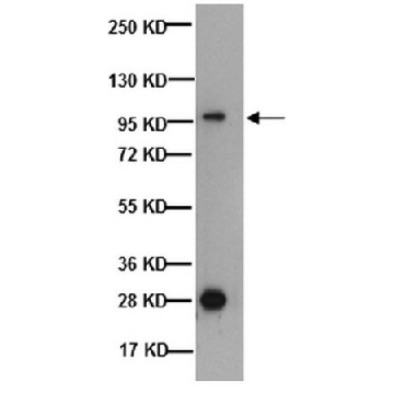 Anti-Na+/H+ Exchanger-1 Antibody, CT, clone 4E9，100UG，MAB3140，Sigma
