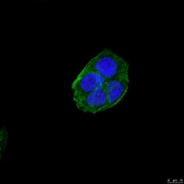 Anti-NuMA1 Antibody, clone AD6-1，25UG，MABE1807-25UG，Sigma